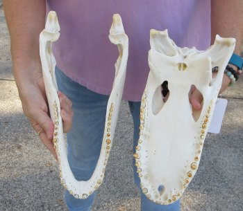  Real Florida Alligator Skull, 13-3/4 inches, for $120