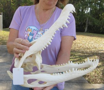 B-Grade Real Florida Alligator Skull, 16-3/4 inches, for $150