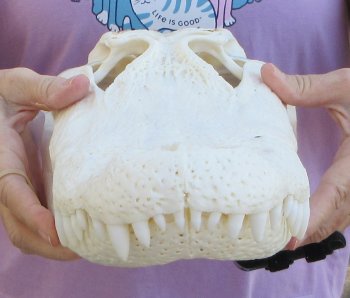 B-Grade Real Florida Alligator Skull, 16-3/4 inches, for $150