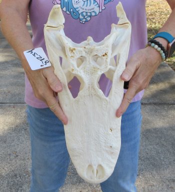 B-Grade Real Florida Alligator Skull, 16-3/4 inches, for $150