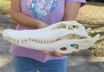 B-Grade Real Florida Alligator Skull, 16-3/4 inches, for $150