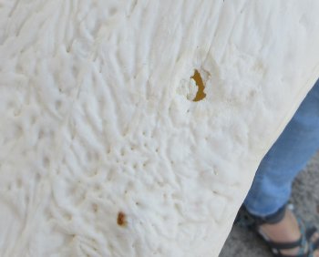 B-Grade Real Florida Alligator Skull, 16-3/4 inches, for $150