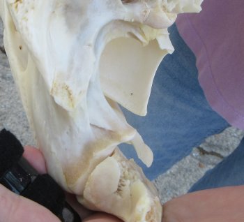 B-Grade Real Florida Alligator Skull, 16-3/4 inches, for $150