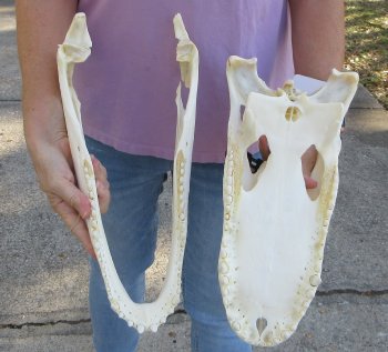 B-Grade Real Florida Alligator Skull, 16-3/4 inches, for $150