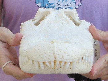  Real Florida Alligator Skull, 14-1/2 inches, for $130