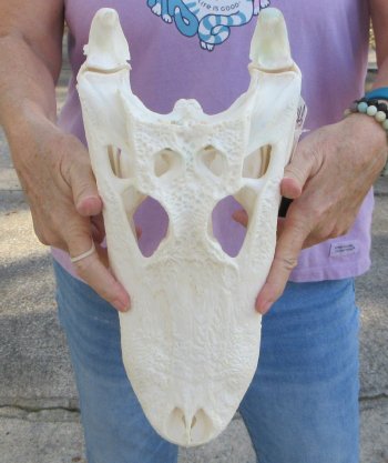  Real Florida Alligator Skull, 14-1/2 inches, for $130