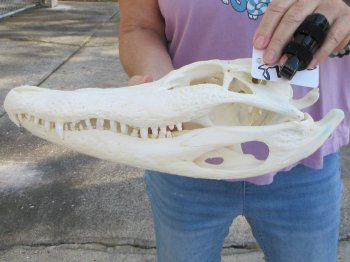  Real Florida Alligator Skull, 14-1/2 inches, for $130