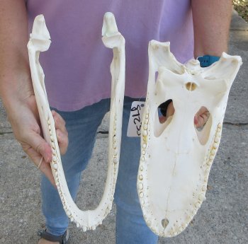  Real Florida Alligator Skull, 14-1/2 inches, for $130