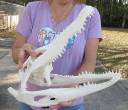 B-Grade Real Florida Alligator Skull, 16 inches, for $150