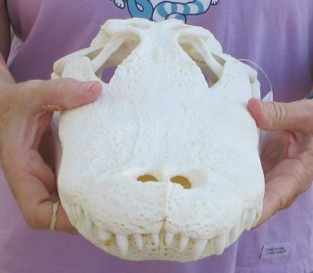 B-Grade Real Florida Alligator Skull, 16 inches, for $150