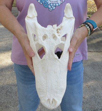 B-Grade Real Florida Alligator Skull, 16 inches, for $150