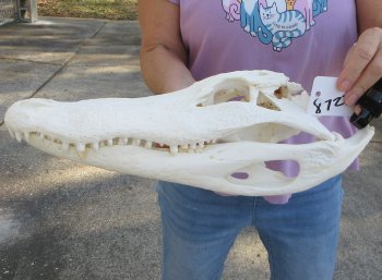 B-Grade Real Florida Alligator Skull, 16 inches, for $150