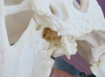 B-Grade Real Florida Alligator Skull, 16 inches, for $150