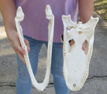 B-Grade Real Florida Alligator Skull, 16 inches, for $150