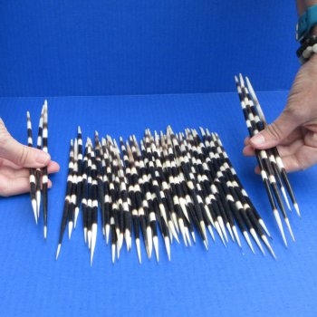 50 Thick African Porcupine Quills 8 to 10 inches - $70