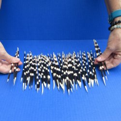50 Thick African Porcupine Quills 8 to 10 inches - $70