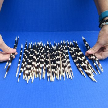50 Thick African Porcupine Quills 9 to 11-1/2 inches - $70