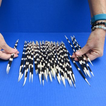 50 Thick African Porcupine Quills 8-1/2 to 12 inches - $70