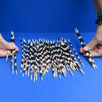 50 Thick African Porcupine Quills 8-1/2 to 11-1/2 inches - $70