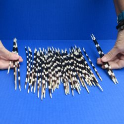 50 Thick African Porcupine Quills 8-1/2 to 11-1/2 inches - $70