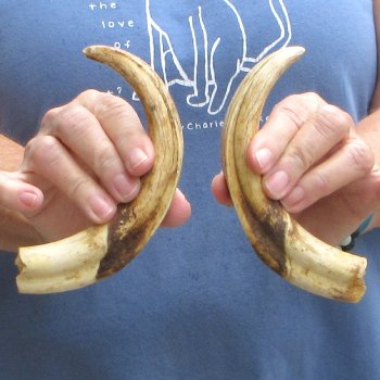 Matching pair of 8 & 8-1/2 inch Warthog Tusks - For Sale for $49/pair