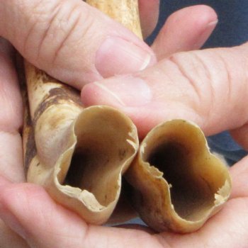 Matching pair of 8 & 8-1/2 inch Warthog Tusks - For Sale for $49/pair