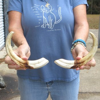 Matching pair of 12 inch Warthog Tusks - For Sale for $135/pair