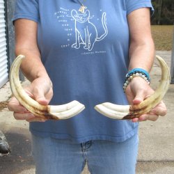Matching pair of 12 inch Warthog Tusks - For Sale for $135/pair