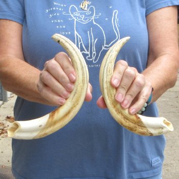 Matching pair of 12 inch Warthog Tusks - For Sale for $135/pair