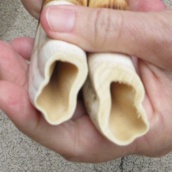 Matching pair of 12 inch Warthog Tusks - For Sale for $135/pair