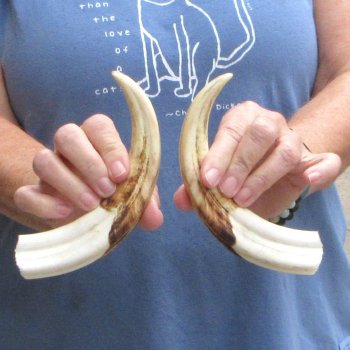 Matching pair of 8-1/2 inch Warthog Tusks - For Sale for $49/pair