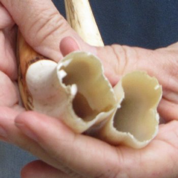 Matching pair of 8-1/2 inch Warthog Tusks - For Sale for $49/pair