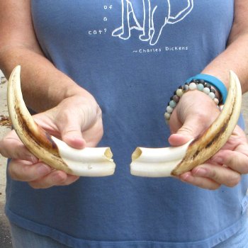 Matching pair of 7-3/4 inch Warthog Tusks - For Sale for $34/pair