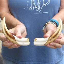 Matching pair of 7-3/4 inch Warthog Tusks - For Sale for $34/pair