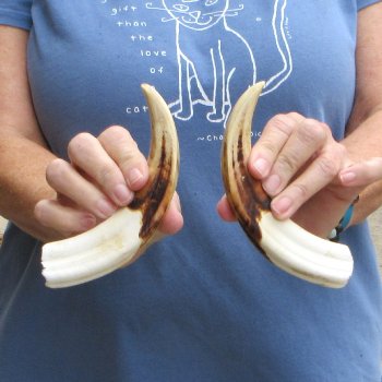 Matching pair of 7-3/4 inch Warthog Tusks - For Sale for $34/pair
