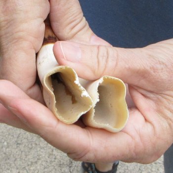 Matching pair of 7-3/4 inch Warthog Tusks - For Sale for $34/pair