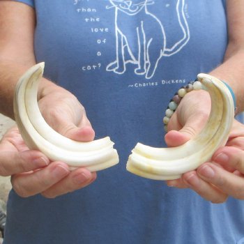 Matching pair of 7 inch Warthog Tusks - For Sale for $34/pair