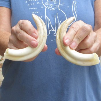 Matching pair of 7 inch Warthog Tusks - For Sale for $34/pair