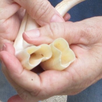 Matching pair of 7 inch Warthog Tusks - For Sale for $34/pair