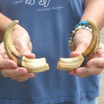 Matching pair of 7 inch Warthog Tusks - For Sale for $34/pair