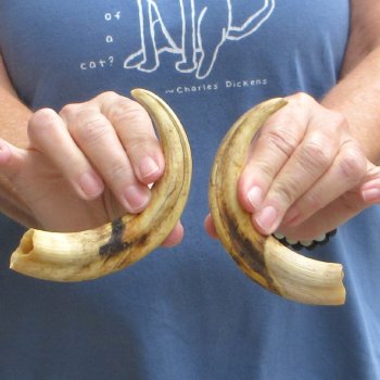 Matching pair of 7 inch Warthog Tusks - For Sale for $34/pair
