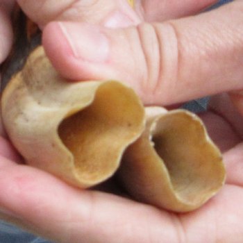 Matching pair of 7 inch Warthog Tusks - For Sale for $34/pair