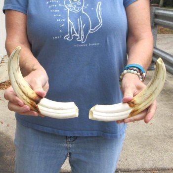 Matching pair of 10-1/2 & 11 inch Warthog Tusks - For Sale for $95/pair