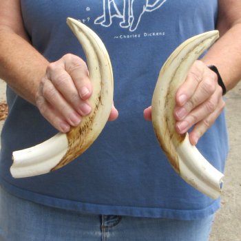 Matching pair of 10-1/2 & 11 inch Warthog Tusks - For Sale for $95/pair