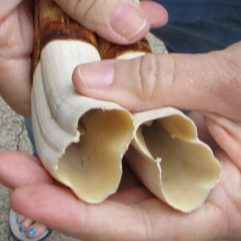 Matching pair of 10-1/2 & 11 inch Warthog Tusks - For Sale for $95/pair