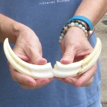 Matching pair of 5-1/2 inch Warthog Tusks - For Sale for $23/pair