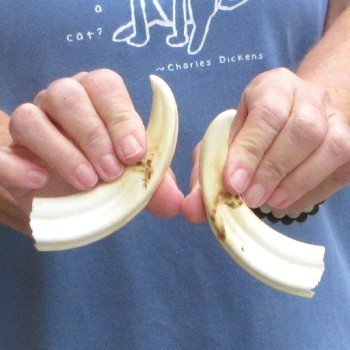 Matching pair of 5-1/2 inch Warthog Tusks - For Sale for $23/pair