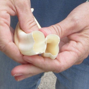 Matching pair of 5-1/2 inch Warthog Tusks - For Sale for $23/pair