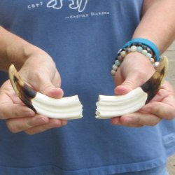 Matching pair of 5-1/2 inch Warthog Tusks - For Sale for $23/pair