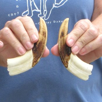 Matching pair of 5-1/2 inch Warthog Tusks - For Sale for $23/pair